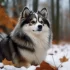 Rose Peek Pomskies Facebook page: The Ultimate Guide to Finding Your Dream Pomsky