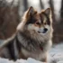 Do Pomskies Have Health Issues? Understanding The Health Risks To Watch For