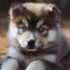 FAQs about Pomsky Cost