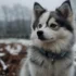 Everything You Need to Know About Samoyed Pomskies: Size, Appearance and Personality Traits