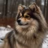 Salt Valley Pomskies: The Ultimate Guide to this Adorable Pomsky Breeder