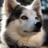 Discover the Advantages of Owning a Second Generation Pomsky