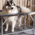 Pomsky 9 months