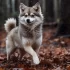 Spitz Nain Pomsky: Understanding the Unique Personality Traits of this Designer Breed