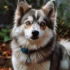 Pomsky Sacramento: Finding the Perfect Pomsky Breeder