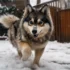 How Big Do Pomskies Get?