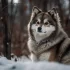 Tips for Shaving Your Pomsky: Keeping Your Furry Friend Groomed and Healthy
