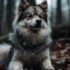 Samoyed vs Pomsky: Which is the Better Companion?