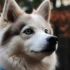 Samoyed Pomsky Mix: Everything You Need to Know About This Adorable Hybrid