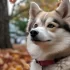 Ontario Pomsky Breeders: Find Your Perfect Companion