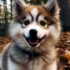 Samoyed vs Pomsky: Which is the Better Companion?