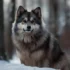 Are Pomskies Real? Everything You Need To Know About This Cute Designer Breed