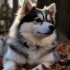 SD Pomskies: Adorable and Lovable Pomsky Puppies for Sale