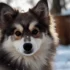 Shiba Inu Pomsky: Exploring the Size and Appearance of this Adorable Mix