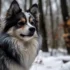 Copper Pomsky: A Complete Guide To Understanding This Unique Breed