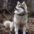Shiba Inu Pomsky: Exploring the Size and Appearance of this Adorable Mix