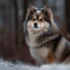 Shiba Pomsky: Understanding this Adorable Mix Breed