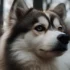 Shiba Pomsky: Understanding this Adorable Mix Breed