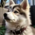 Shiba Pomsky Mix: Understanding this Adorable Hybrid
