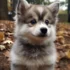 Shih Tzu Pomsky Mix: Understanding this Adorable Hybrid Breed