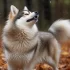 Tips for Shaving Your Pomsky: Keeping Your Furry Friend Groomed and Healthy