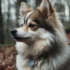 Should I Get a Pomsky? Pros and Cons of Owning this Designer Dog Breed