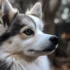 Short Haired Pomsky For Sale – Find Your Perfect Companion Today!