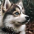 Should I Get a Pomsky? Pros and Cons of Owning this Designer Dog Breed