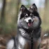 Unusual panting of Pomskies