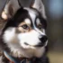 FAQs about Micro Pomsky