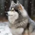 Everything You Need To Know About Merle Pomskies