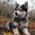 Find Your Furry Companion: Show Me Pomsky Puppies