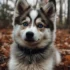 Siberian Pomsky: All About This Adorable Hybrid Dog Breed
