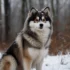Spitz Pomsky: Understanding The Personality Traits Of This Adorable Pomsky Mix