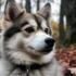 Siberian Husky Pomsky Mix: Everything You Need to Know About This Adorable Designer Breed