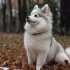 Experience the Thrill of Owning a Virtual Pomsky: Simulation Husky Dog Pomsky