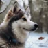 Snowoof Pomskies: Everything You Need to Know About This Adorable Mix Breed