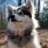 Small Pomskies for Sale: Find Your Perfect Petite Pup