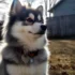 Pomsky Size Comparison: How Big Do Pomskies Get?