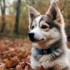 Small Pomsky Puppies: Adorable Miniature Versions of the Popular Breed