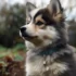 Smoky Mountain Pomskies: Your Guide to this Adorable Breed