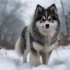 Australian Shepherd Pomskies: Everything You Need To Know