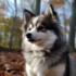 Smoky Mountain Pomskies: Your Guide to this Adorable Breed