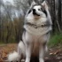 So Pomsky: Understanding the Personality Traits of this Adorable Mix