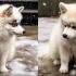 So Pomsky: Understanding the Personality Traits of this Adorable Mix