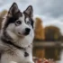 Australian Shepherd Pomskies: Everything You Need To Know