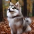 Spitz Nain Pomsky: Understanding the Unique Personality Traits of this Designer Breed