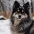 SR Pomskies in Nebraska: Find Your Perfect Pomsky Companion