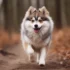 FAQs about Adult Pomsky Size