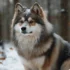 Grey Pomsky: Size, Appearance, And Temperament